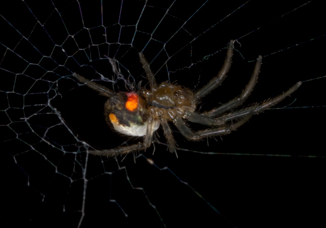 Leucauge venusta Tetragnathidae