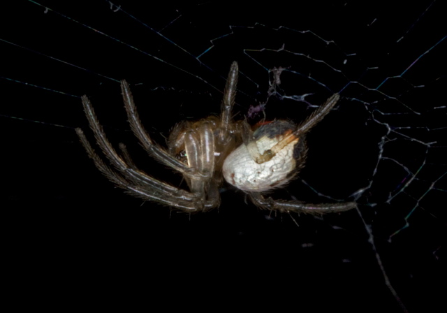 Leucauge venusta Tetragnathidae