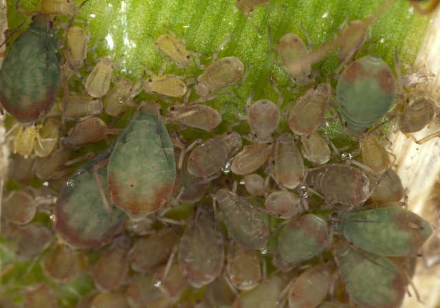 Rhopalosiphum padi Aphididae