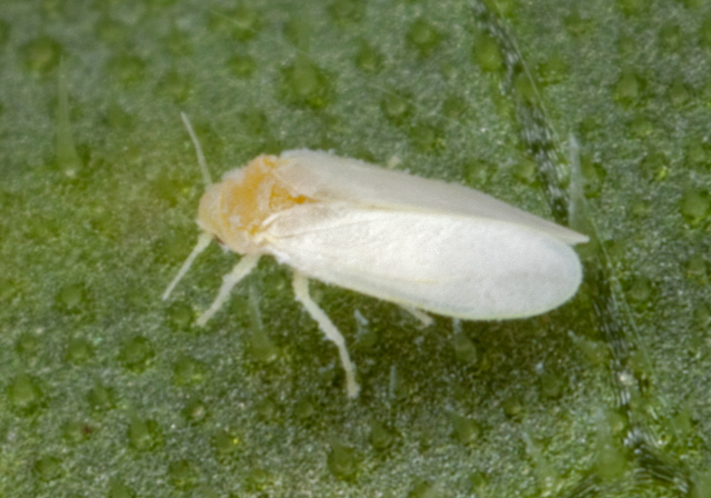 Bemisia argentifolii? Aleyrodidae