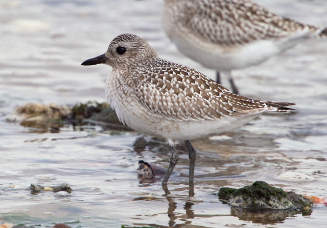 Pluvialis squatarola Charadriidae