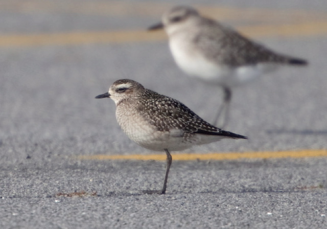 Pluvialis dominica Charadriidae