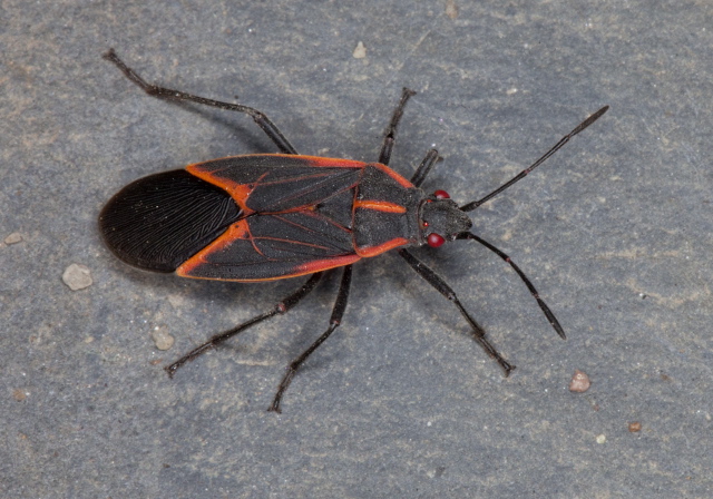 Boisea trivittata Rhopalidae