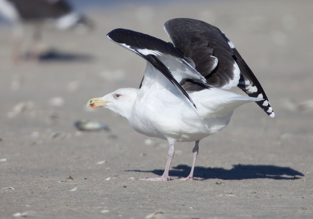 Larus marinus Laridae