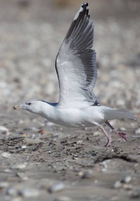 Larus marinus Laridae