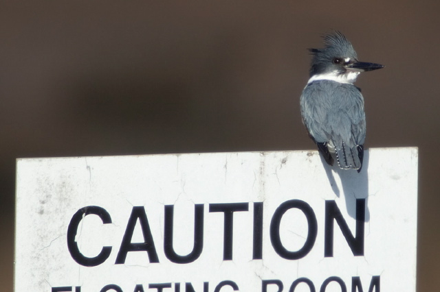 Ceryle alcyon Alcedinidae