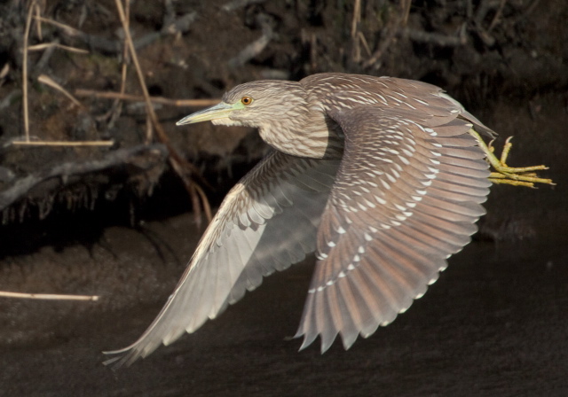 Nycticorax nycticorax Ardeidae