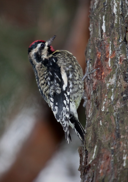 Sphyrapicus varius Picidae