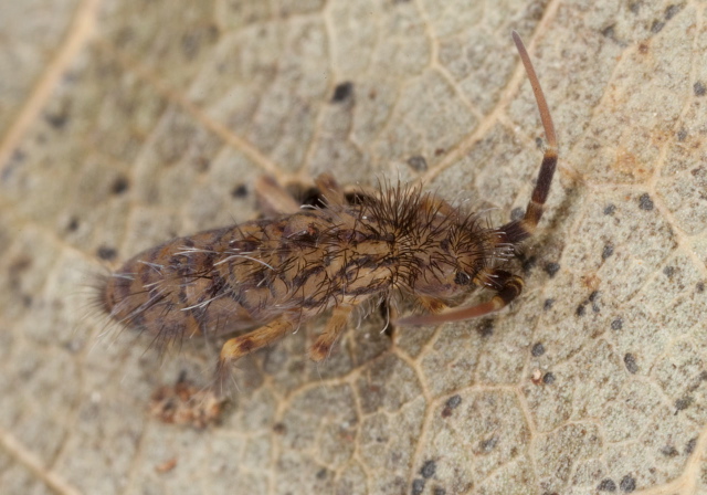 Orchesella villosa Entomobryidae