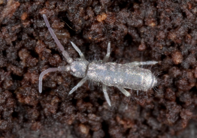 Tomocerus minor Tomoceridae