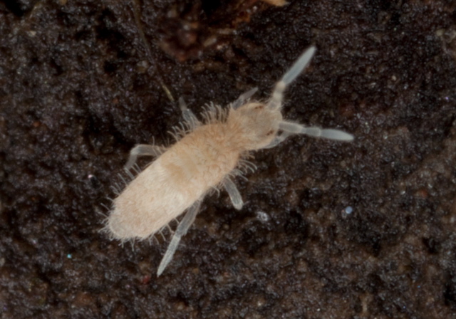 Sinella curviseta Entomobryidae