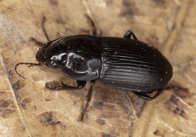 Anisodactylus harrisii Carabidae