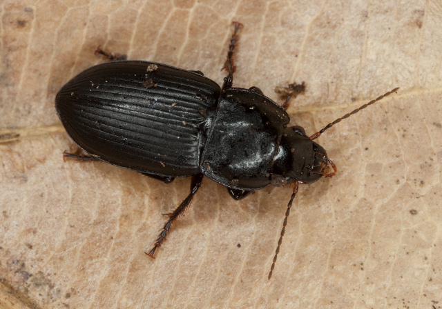 Anisodactylus harrisii Carabidae