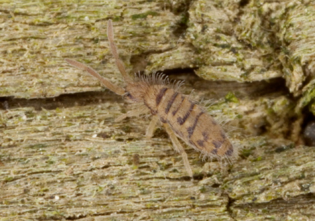 Entomobrya multifasciata Entomobryidae