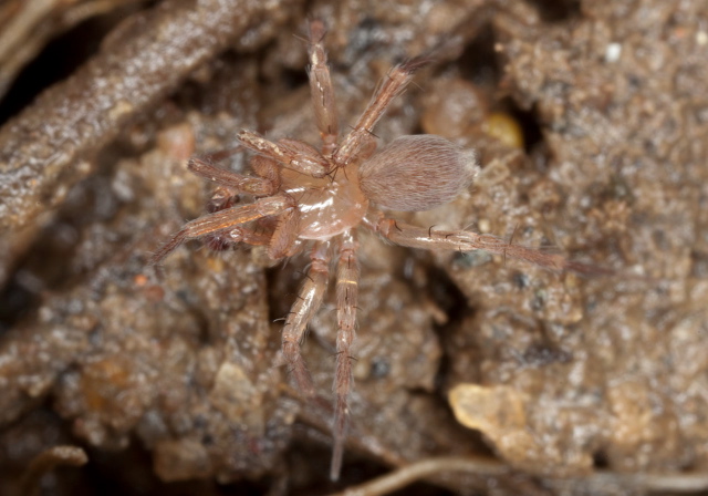 Cicurina sp.? Dictynidae