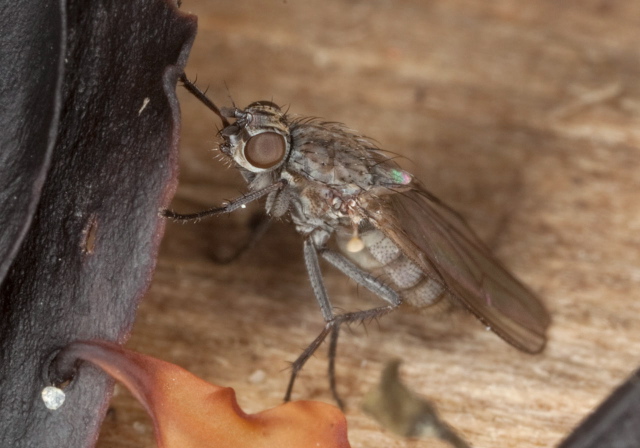 Fucellia intermedia? Anthomyiidae