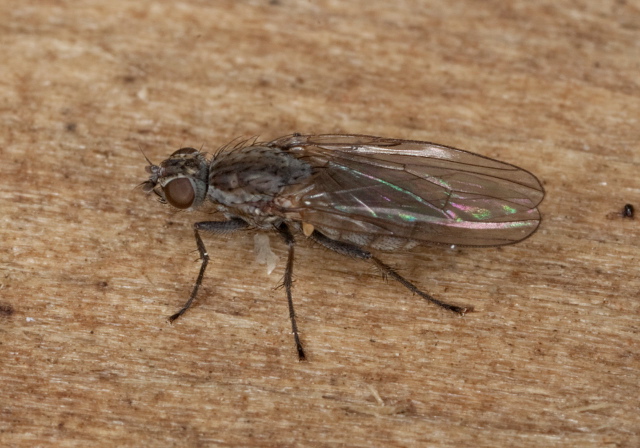 Fucellia intermedia? Anthomyiidae