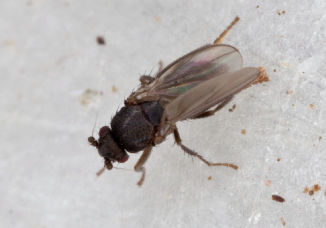 Thoracochaeta brachystoma? Sphaeroceridae