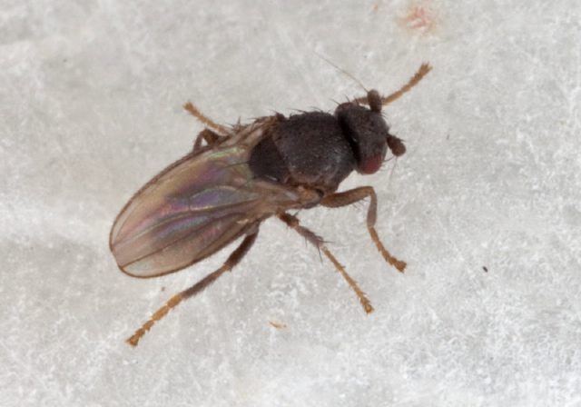 Thoracochaeta brachystoma? Sphaeroceridae