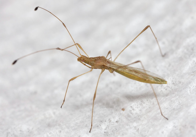 Jalysus spinosus or wickhami Berytidae