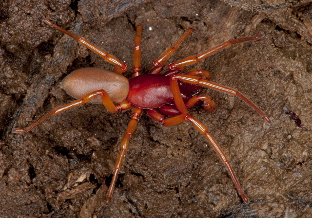 Dysdera crocata Dysderidae