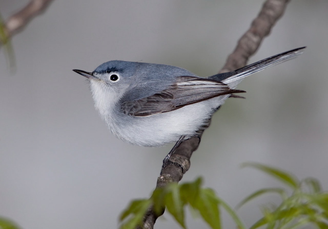 Polioptila caerulea Sylviidae