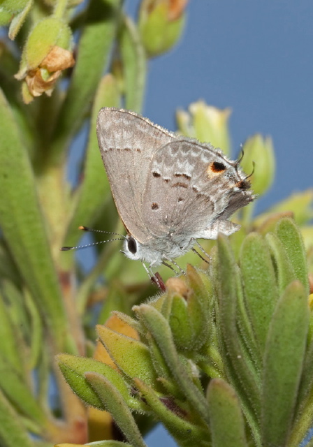 Strymon istapa? Lycaenidae