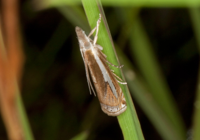 Crambus praefectellus Crambidae