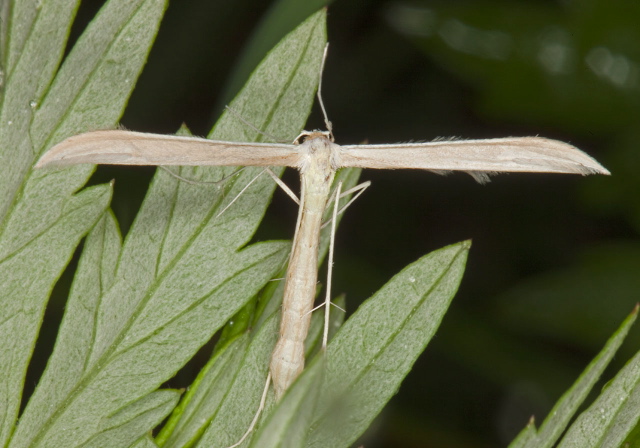 Hellinsia sp.? Pterophoridae