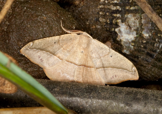 Patalene olyzonaria Geometridae