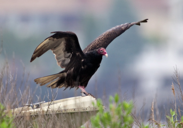 Cathartes aura Cathartidae