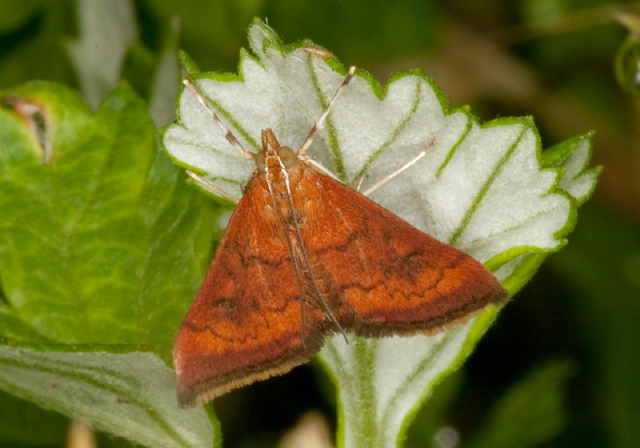 Pyrausta rubricalis Crambidae