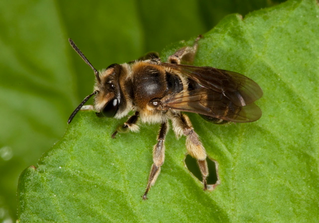 Andrena wilkella Andrenidae