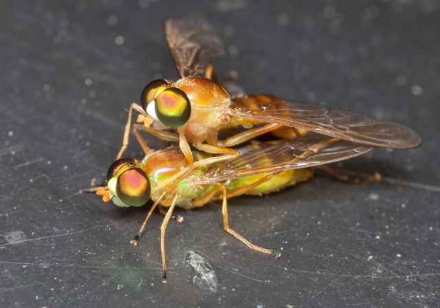 Ptecticus trivittatus Stratiomyidae