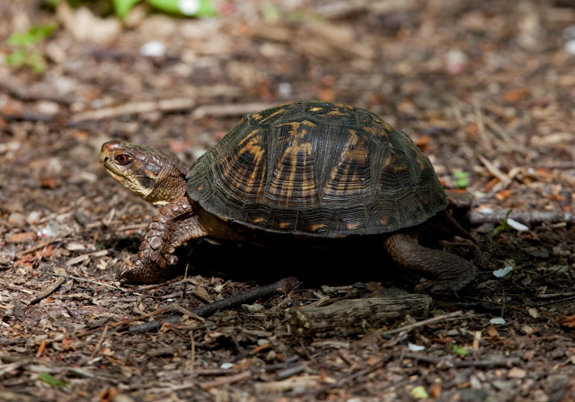 Terrapene carolina carolina Emydidae