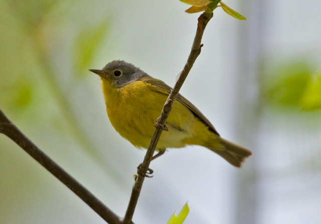 Vermivora ruficapilla Parulidae