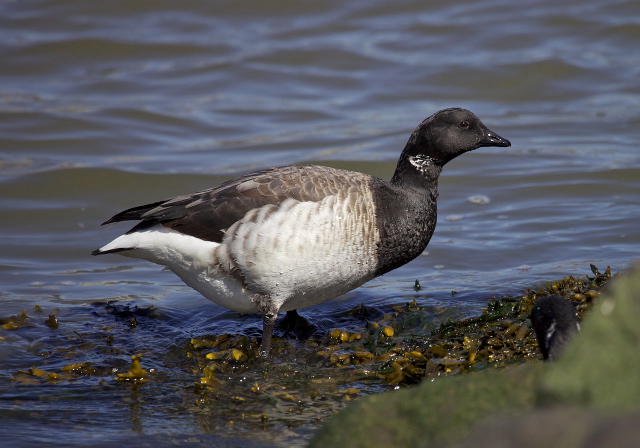 Branta bernicla Anatidae