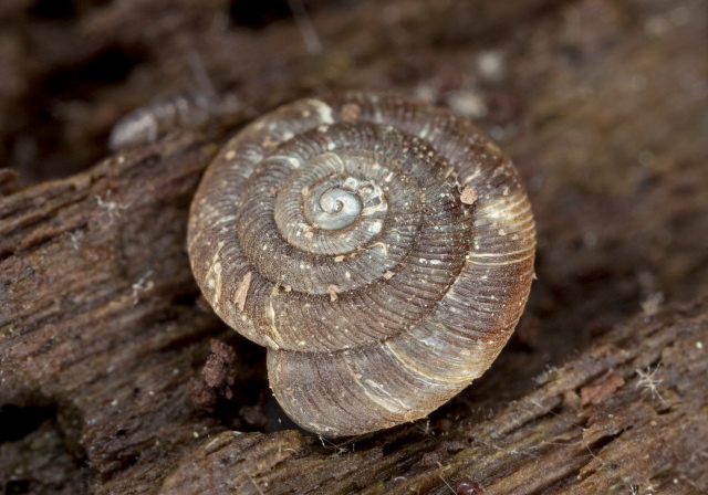 Strobilops aeneus? Strobilopsidae?