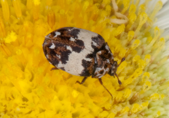 Anthrenus pimpinellae Dermestidae