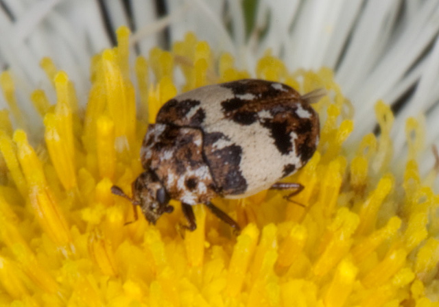 Anthrenus pimpinellae Dermestidae