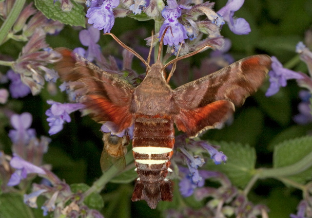 Amphion floridensis Sphingidae