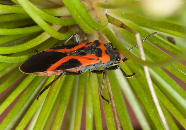 Lygaeus turcicus Lygaeidae