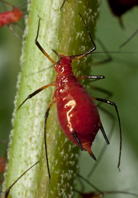 Uroleucon sp.? Aphididae