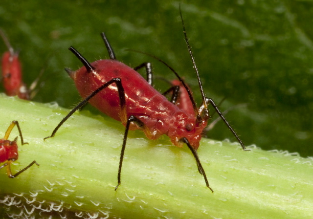 Uroleucon sp.? Aphididae