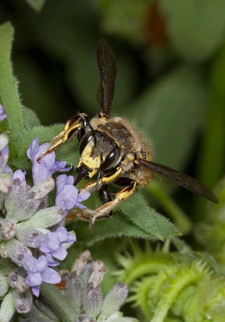 Anthidium manicatum Megachilidae