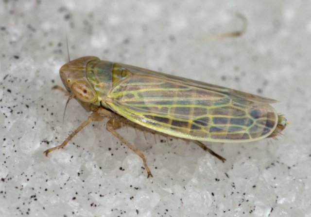 Psammotettix lividellus Cicadellidae