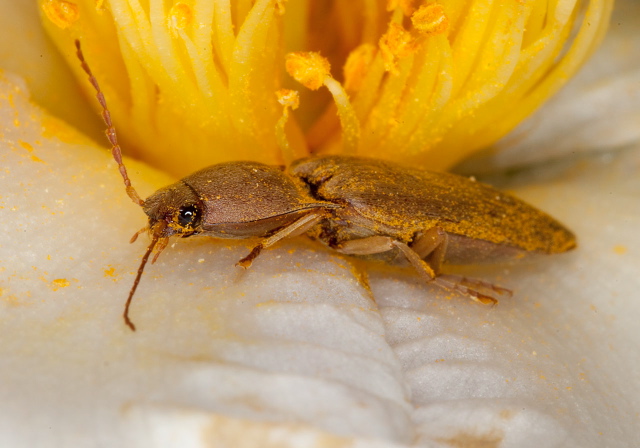 Conoderus lividus Elateridae