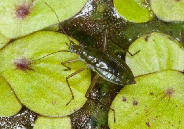 Mesovelia sp. Mesoveliidae