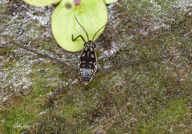 Trepobates subnitidus Gerridae