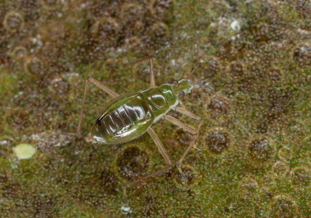 Mesovelia sp. Mesoveliidae